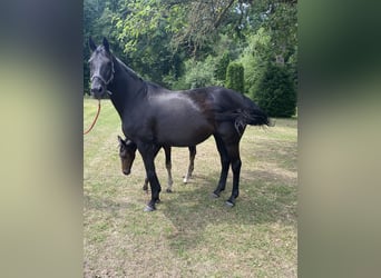 Westfale, Stute, 18 Jahre, Rappe