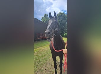 Westfale, Stute, 18 Jahre, Rappe