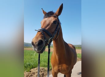 Westfale, Stute, 19 Jahre, 158 cm