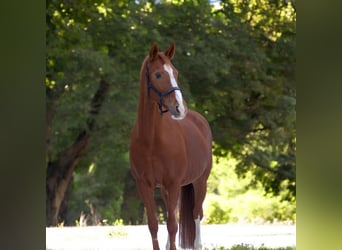 Westfale, Stute, 19 Jahre, 160 cm
