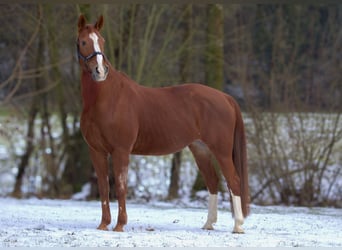 Westfale, Stute, 19 Jahre, 160 cm, Fuchs