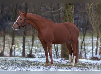 Westfale, Stute, 19 Jahre, 160 cm, Fuchs