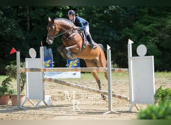 Westfale, Stute, 19 Jahre, 162 cm, Dunkelbrauner