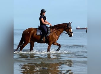 Westfale, Stute, 19 Jahre, 165 cm, Fuchs