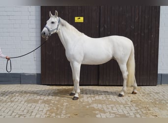 Westfale, Stute, 19 Jahre, 165 cm, Schimmel