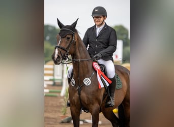 Westfale, Stute, 19 Jahre, 167 cm, Brauner