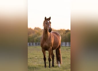 Westfale, Stute, 19 Jahre, 168 cm, Brauner