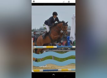 Westfale, Stute, 19 Jahre, 168 cm, Brauner