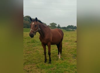 Westfale, Stute, 19 Jahre, 168 cm, Brauner