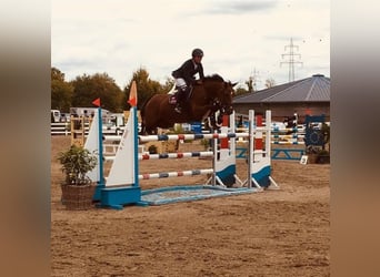 Westfale, Stute, 19 Jahre, 168 cm, Brauner