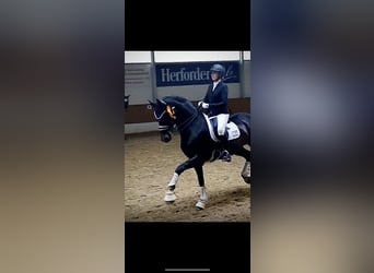 Westfale, Stute, 19 Jahre, 168 cm, Dunkelbrauner