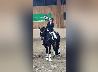 Westfale, Stute, 19 Jahre, 168 cm, Dunkelbrauner