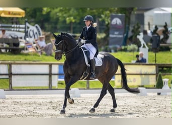 Westfale, Stute, 19 Jahre, 168 cm, Dunkelbrauner