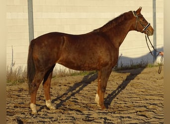 Westfale, Stute, 19 Jahre, 168 cm, Dunkelfuchs