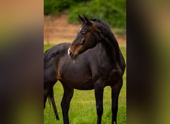 Westfale, Stute, 19 Jahre, 169 cm, Schwarzbrauner