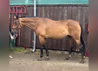 Westfale, Stute, 19 Jahre, 170 cm, Dunkelbrauner