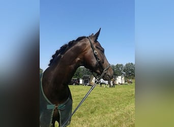 Westfale, Stute, 19 Jahre, 171 cm, Schwarzbrauner