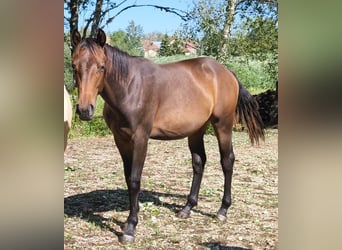 Westfale, Stute, 1 Jahr, 165 cm