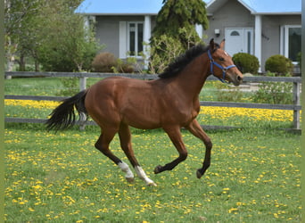 Westfale, Stute, 1 Jahr, 168 cm, Rotbrauner