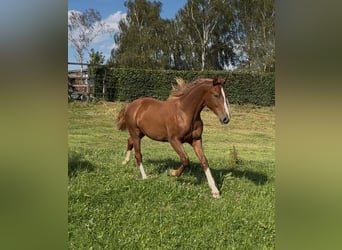 Westfale, Stute, 1 Jahr, 169 cm, Dunkelfuchs