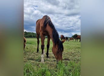 Westfale, Stute, 1 Jahr, 170 cm, Brauner