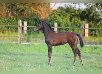 Westfale, Stute, 1 Jahr, 170 cm, Dunkelbrauner