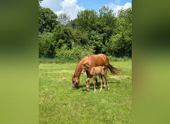 Westfale, Stute, 1 Jahr, 170 cm, Fuchs