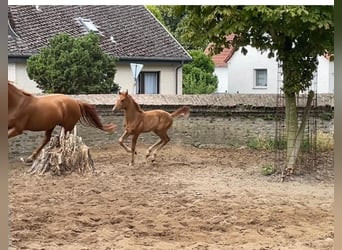 Westfale, Stute, 1 Jahr, 170 cm, Fuchs