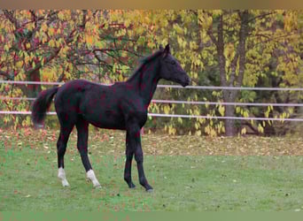 Westfale, Stute, 1 Jahr, 170 cm, Rappe