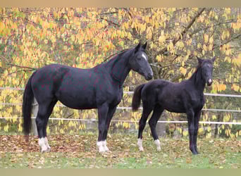 Westfale, Stute, 1 Jahr, 170 cm, Rappe