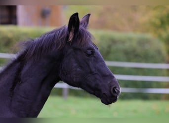 Westfale, Stute, 1 Jahr, 170 cm, Rappe