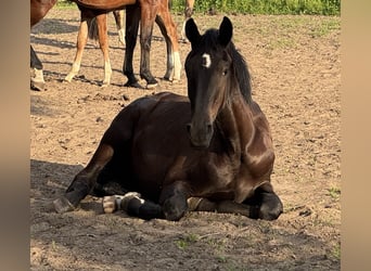 Westfale, Stute, 1 Jahr, 170 cm, Rappe