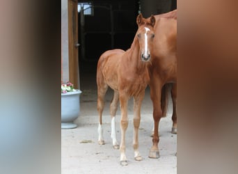 Westfale, Stute, 1 Jahr, 172 cm, Dunkelfuchs