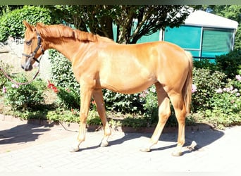 Westfale, Stute, 1 Jahr, 175 cm, Fuchs