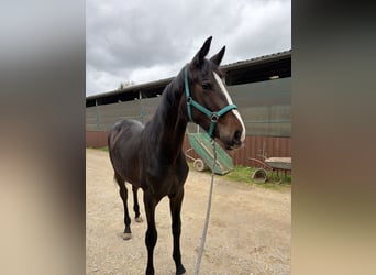 Westfale, Stute, 1 Jahr, 175 cm, Schwarzbrauner