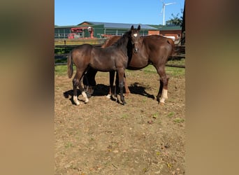 Westfale, Stute, 1 Jahr, Brauner