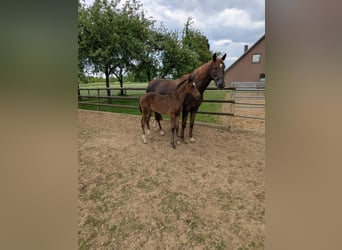 Westfale, Stute, 1 Jahr, Brauner