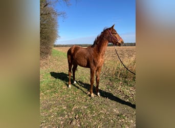 Westfale, Stute, 1 Jahr