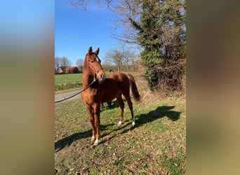 Westfale, Stute, 1 Jahr