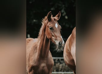 Westfale, Stute, 1 Jahr
