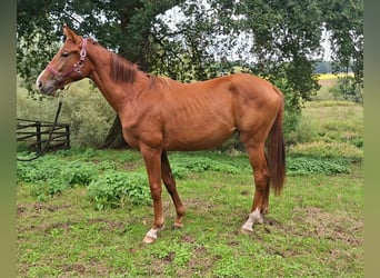 Westfale, Stute, 1 Jahr