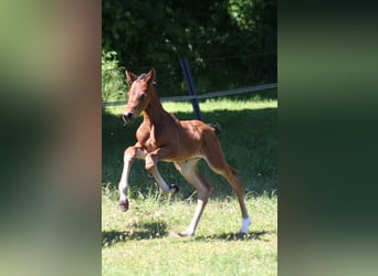 Westfale, Stute, 1 Jahr, Dunkelbrauner