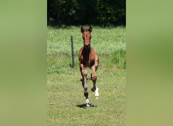 Westfale, Stute, 1 Jahr, Dunkelbrauner