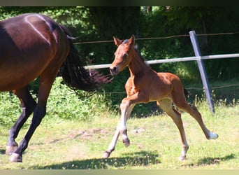 Westfale, Stute, 1 Jahr, Dunkelbrauner
