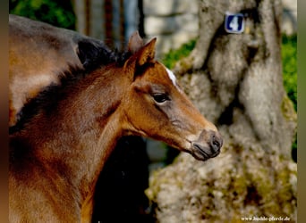 Westfale, Stute, 1 Jahr, Dunkelbrauner