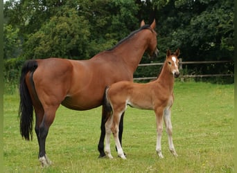 Westfale, Stute, 1 Jahr, Hellbrauner