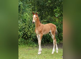 Westfale, Stute, 1 Jahr, Hellbrauner