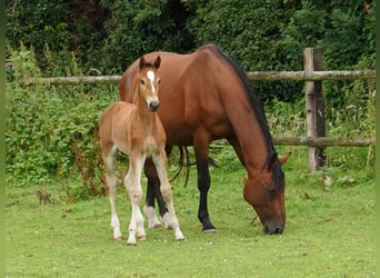 Westfale, Stute, 1 Jahr, Hellbrauner