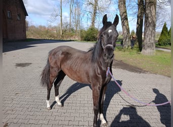 Westfale, Stute, 1 Jahr, Rappe