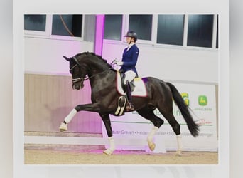 Westfale, Stute, 1 Jahr, Rappe